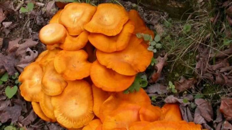 Világító tölcsérgomba (Omphalotus olearius)