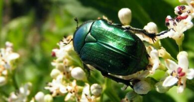 Aranyos rózsabogár (Cetonia aurata)