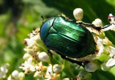Aranyos rózsabogár (Cetonia aurata)