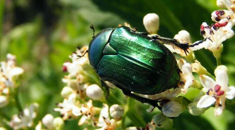 Aranyos rózsabogár (Cetonia aurata)