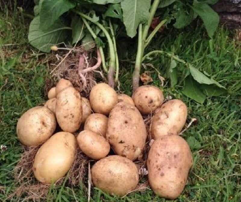 burgonya, krumpli termesztése