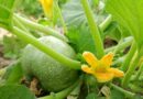 Főzőtök (Cucurbita pepo)