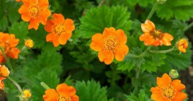 Gyömbérgyökér (Geum)