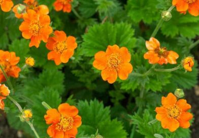 Gyömbérgyökér (Geum)