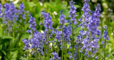 Kékcsengő (Hyacinthoides)