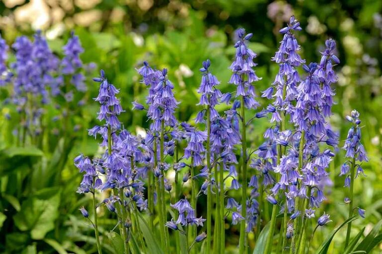 Kékcsengő (Hyacinthoides)