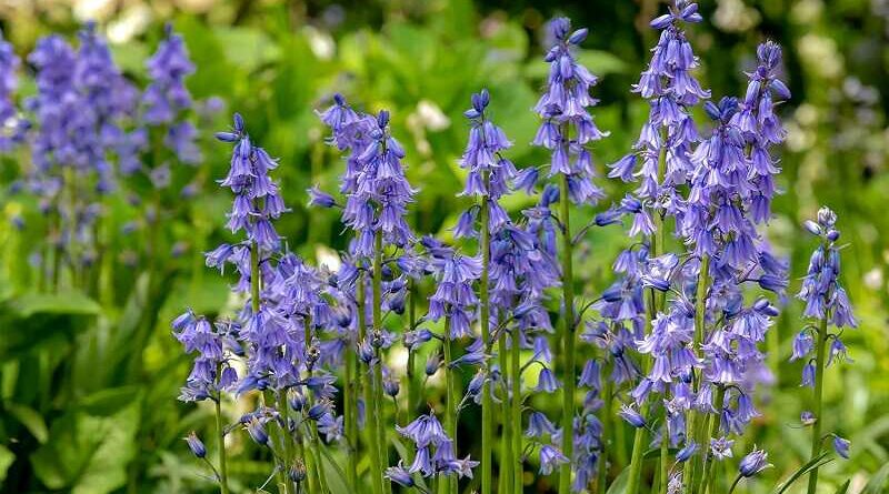 Kékcsengő (Hyacinthoides)