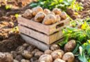 burgonya (Solanum tuberosum)