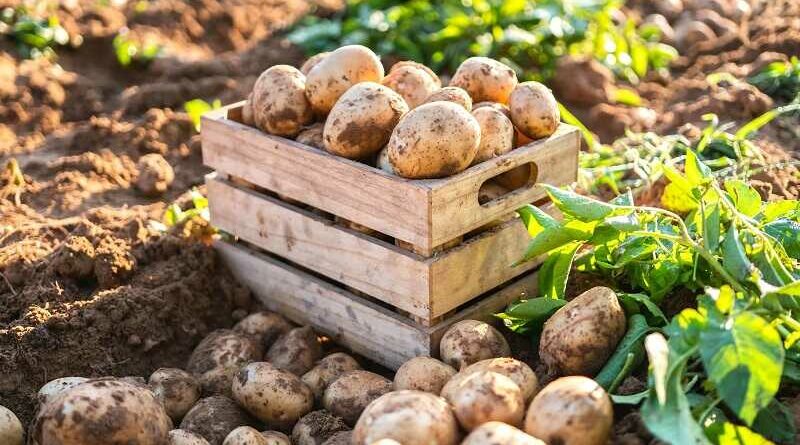 burgonya (Solanum tuberosum)