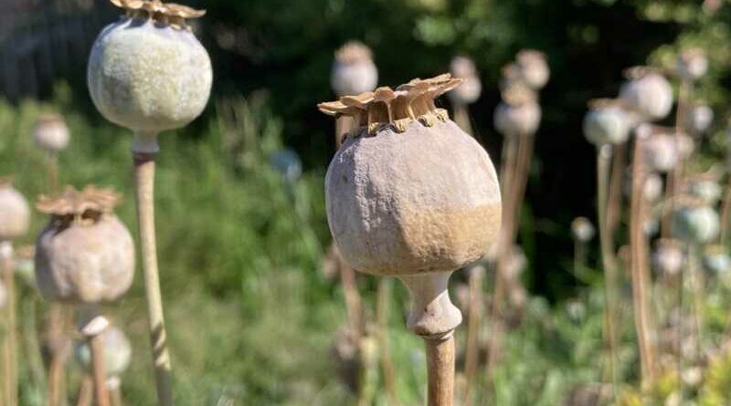 mák (Papaver somniferum)