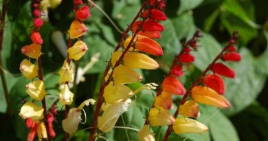 Mexikói csodahajnalka (Ipomoea lobata)