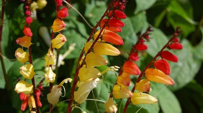 Mexikói csodahajnalka (Ipomoea lobata)