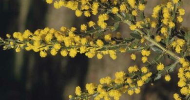 Szúrós Akácia (Acacia paradoxa)