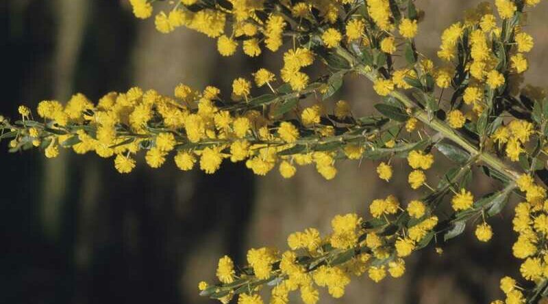 Szúrós Akácia (Acacia paradoxa)