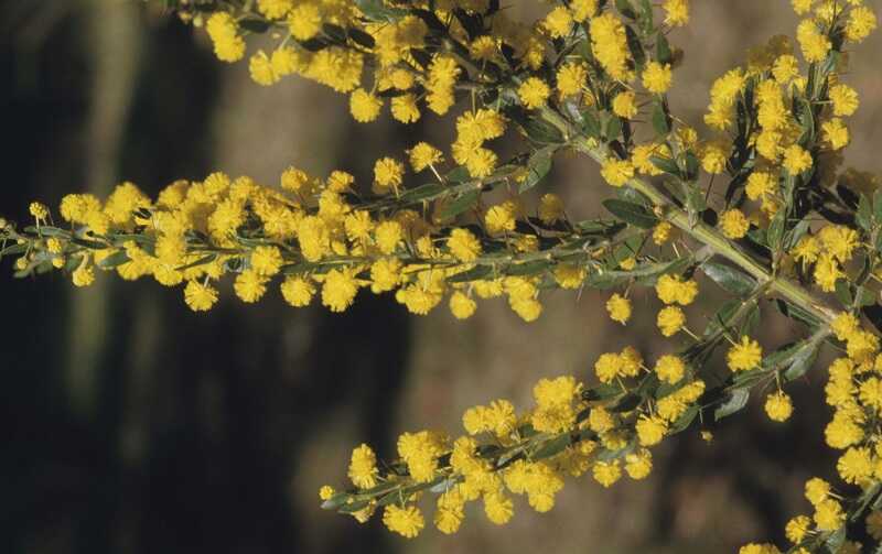 Szúrós Akácia (Acacia paradoxa)