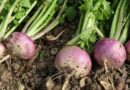 Tarlórépa (Brassica rapa var. rapa)