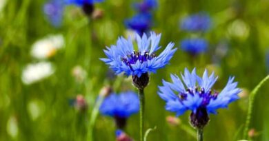 Búzavirág (Centaurea cyanus)