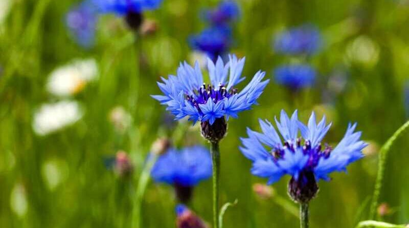 Búzavirág (Centaurea cyanus)