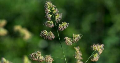 csomós ebír (Dactylis glomerata)