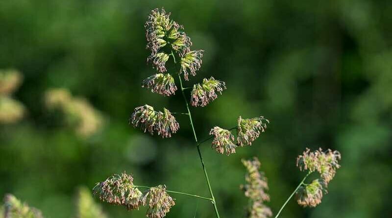 csomós ebír (Dactylis glomerata)