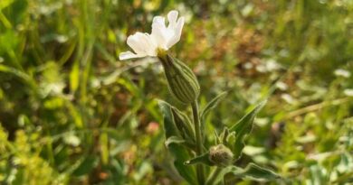Fehér mécsvirág (Silene alba)