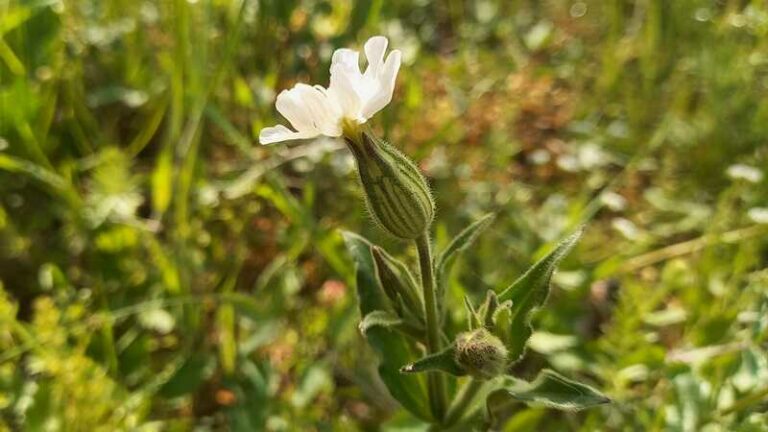 Fehér mécsvirág (Silene alba)