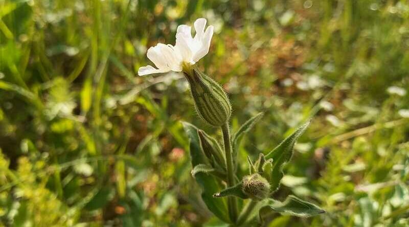 Fehér mécsvirág (Silene alba)