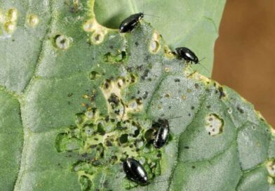 Alticinae