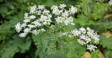 Foltos bürök (Conium maculatum)