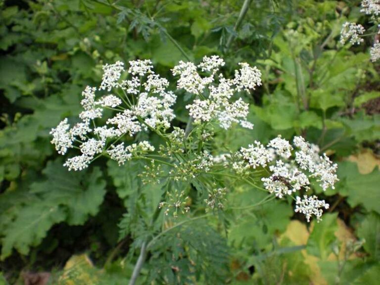 Foltos bürök (Conium maculatum)