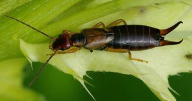 Közönséges fülbemászó (Forficula auricularia)