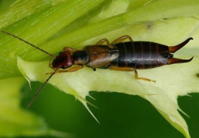 Közönséges fülbemászó (Forficula auricularia)