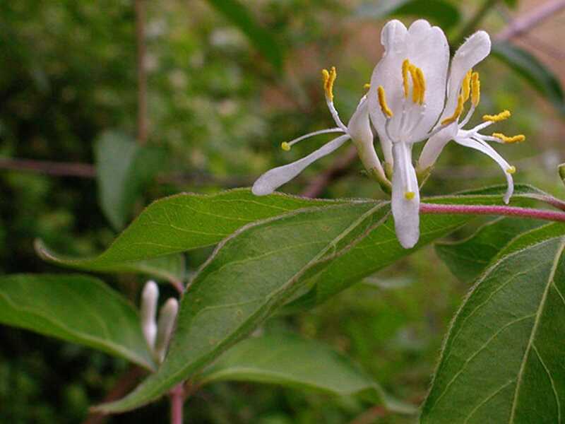 koreai lonc (Lonicera maackii)