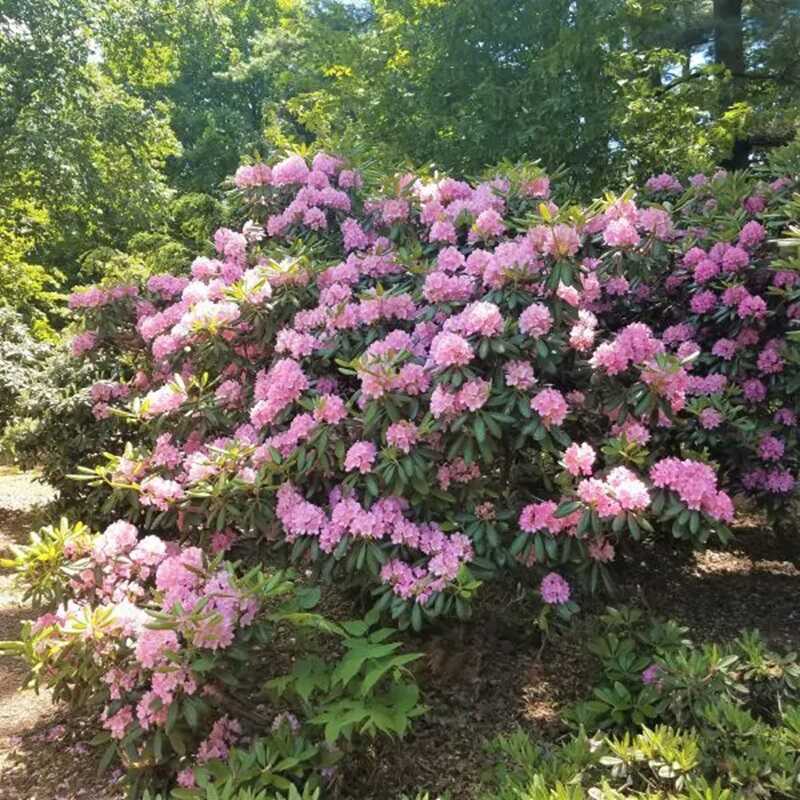 Rododendron, havasszépe