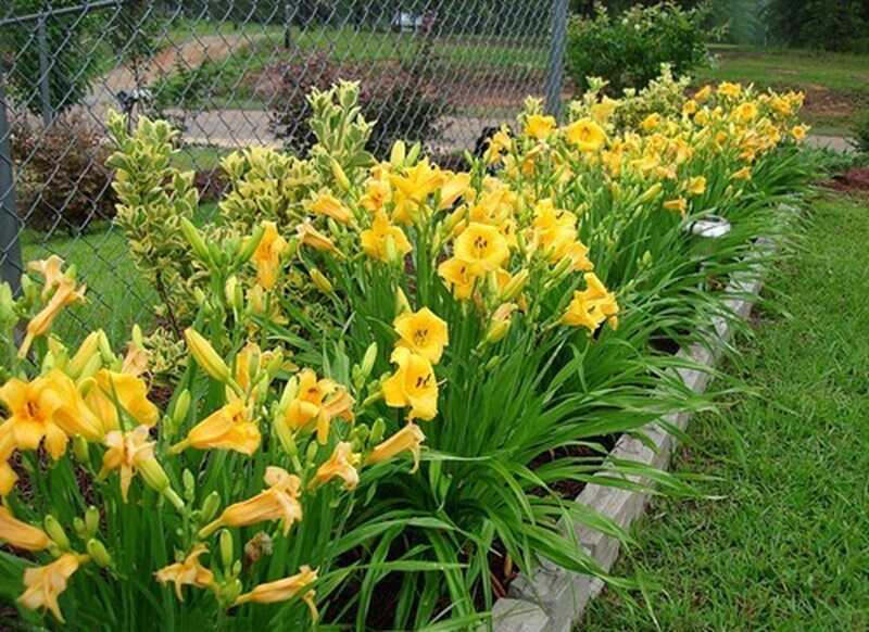 Sásliliom (Hemerocallis)