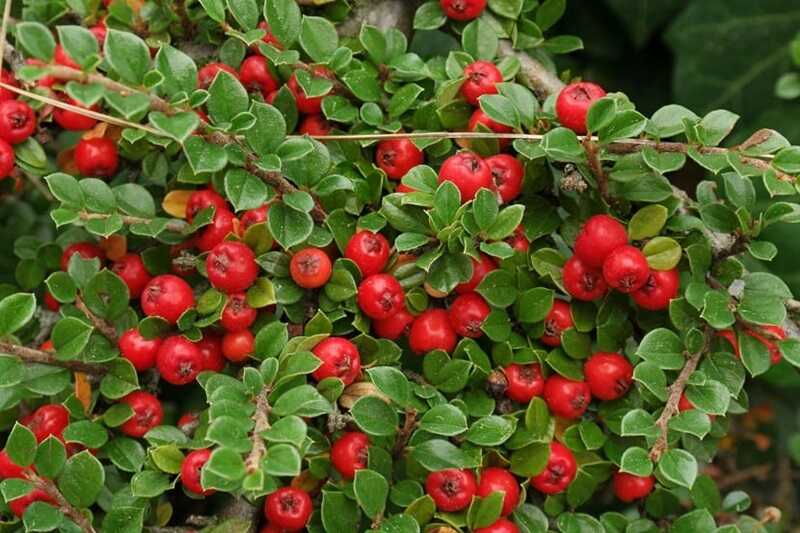 Szőnyegmadárbirs (Cotoneaster dammeri)