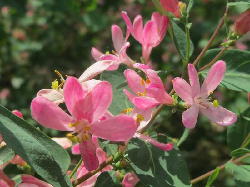 Tatár lonc (Lonicera tatarica)