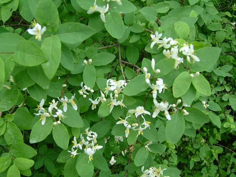 Ükörkelonc (Lonicera xylosteum)