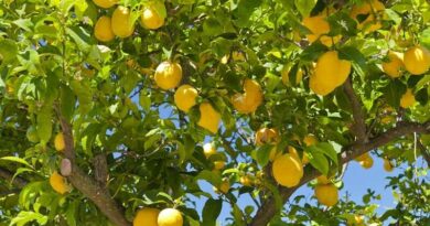 Citromfa (Citrus x limon)