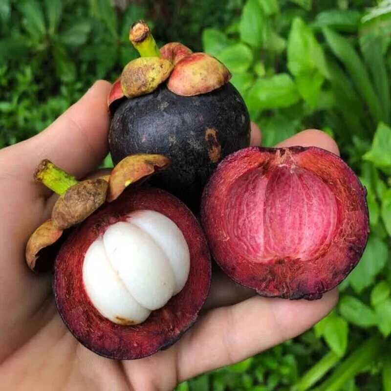 mangosztán gyümölcs (Garcinia mangostana)