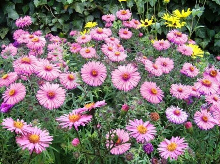 Törpe őszirózsa (Aster dumosus)