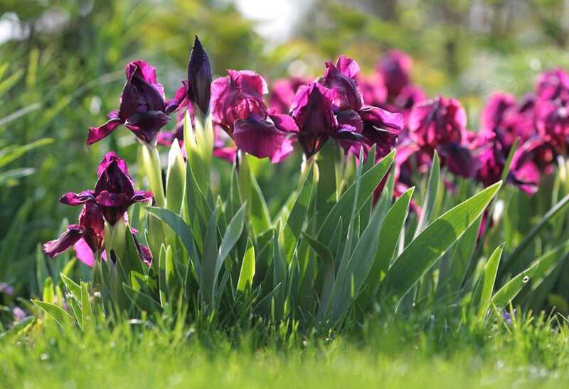 Apró nőszirom (Iris pumila)