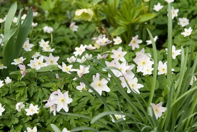 Berki szellőrózsa (Anemone nemorosa)