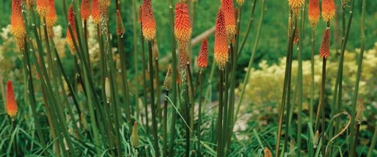 Fáklyaliliom (Kniphofia)