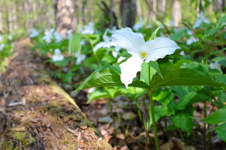 Hármasszirom (Trillium)