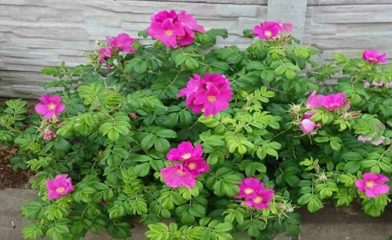 Japán rózsa (Rosa rugosa)