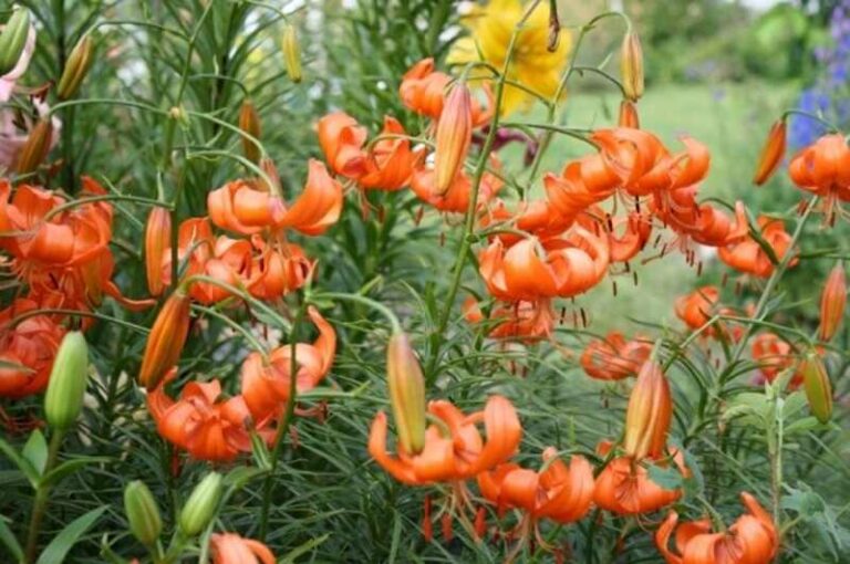 Kínai liliom (Lilium davidii)