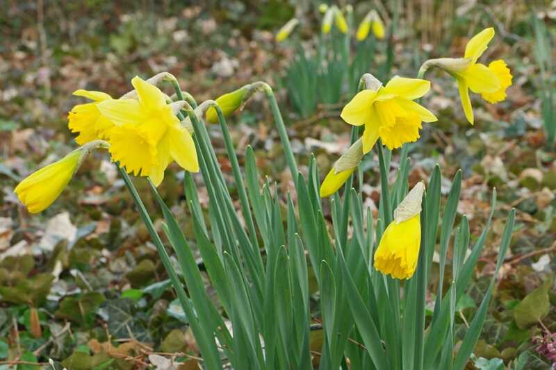 Sárga nárcisz (Narcissus pseudonarcissus)