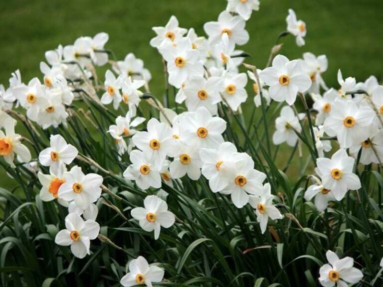 Fehér nárcisz (narcissus poeticus)