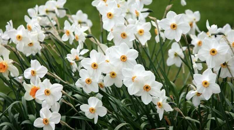Fehér nárcisz (narcissus poeticus)